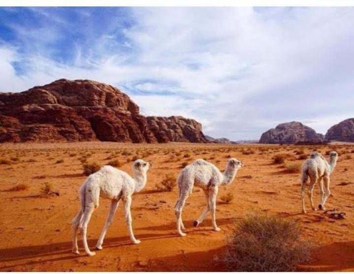 Star Magic Camp Hotel Wadi Rum Exterior foto
